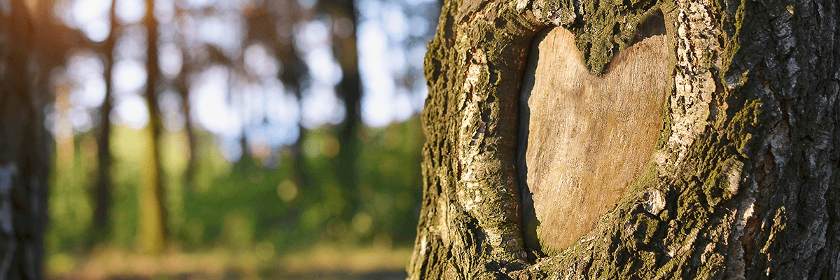 Nahaufnahme eines Herzens in einer Baumrinde (Rindenloch) im Wald