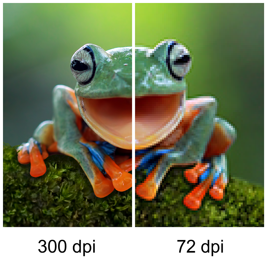 Bild eines Frosches mit unterschiedlicher Auflösung: links 300 und rechts 72 dpi