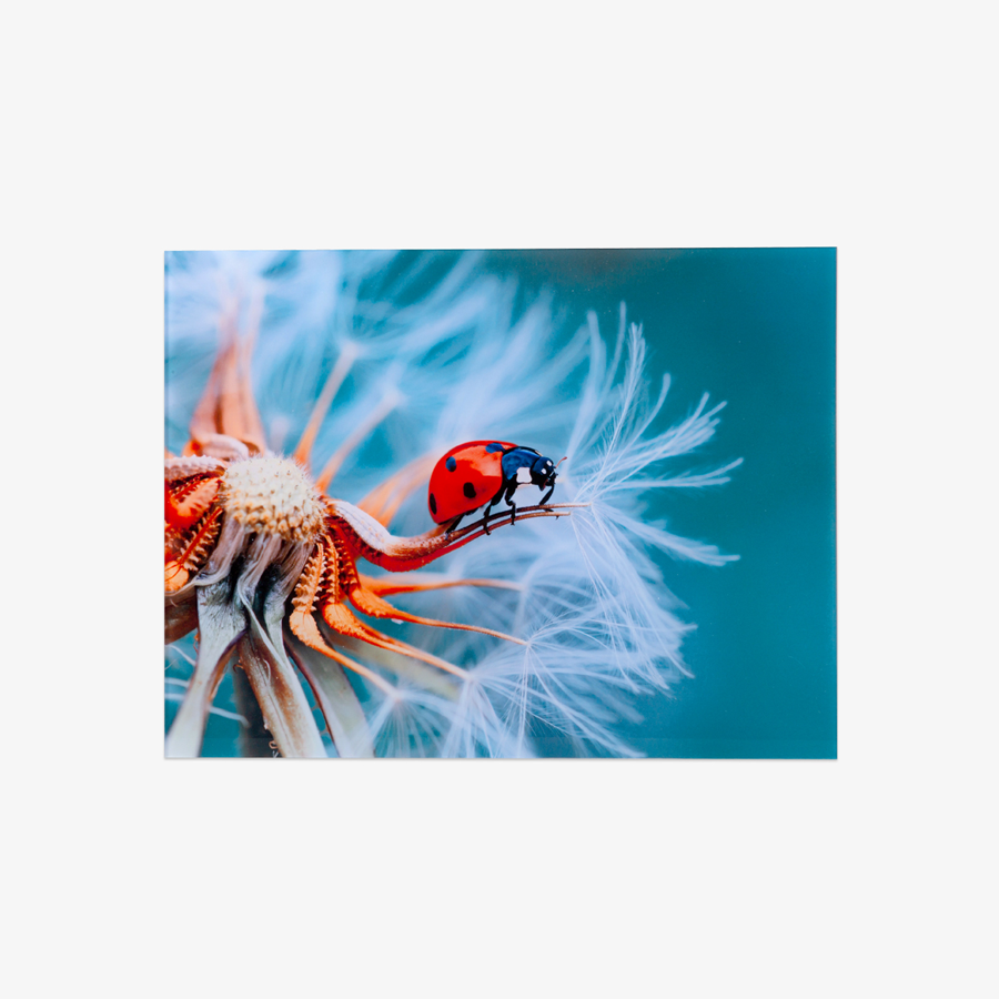 Fine Art Print Fotoabzug hinter Acrylglas in brillanter Premiumqualität